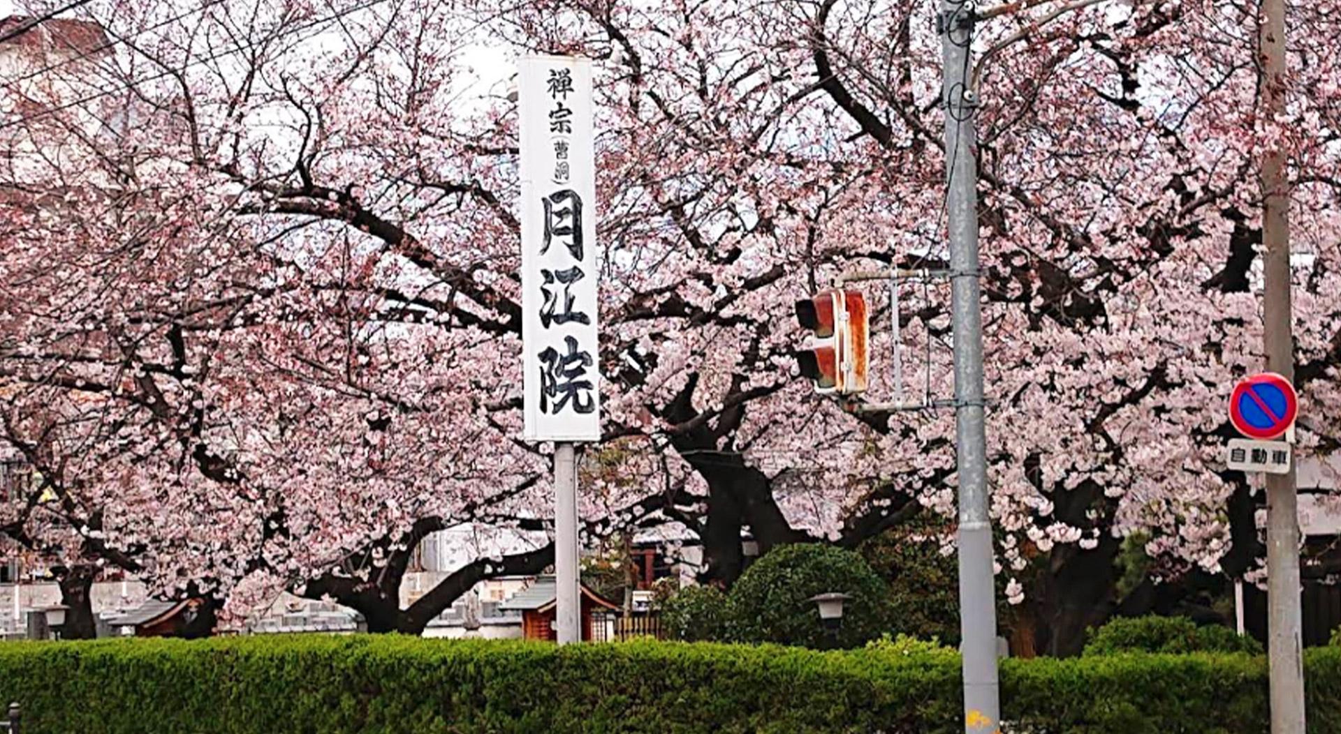 大阪で葬儀・葬式・家族葬をお探しなら家族葬 メモリーハウス 月江院会館の外観画像