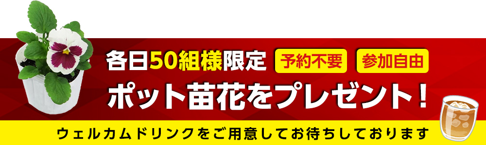 各日50組限定！ポット苗花プレゼント